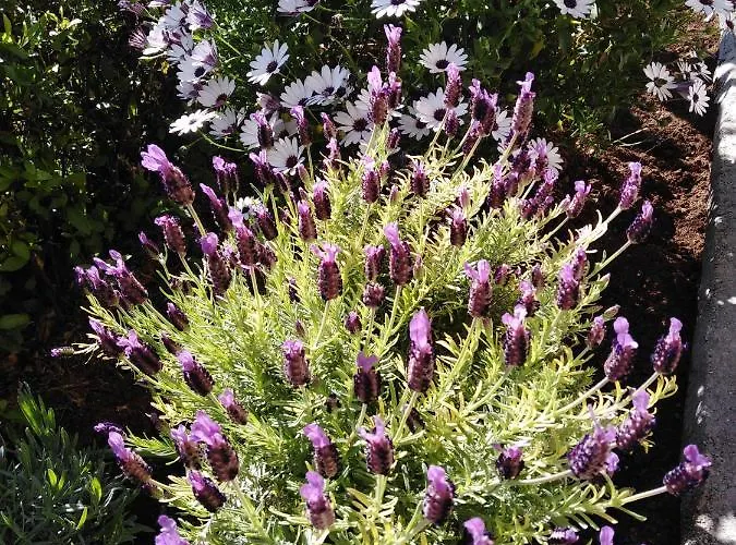 Appartement Meridiens